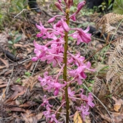 Dipodium roseum (Rosy Hyacinth Orchid) at Mongarlowe River - 30 Jan 2022 by HelenCross