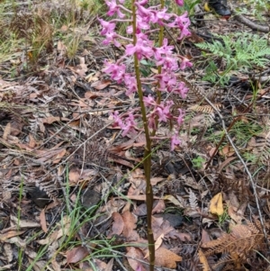 Dipodium roseum at Monga, NSW - suppressed