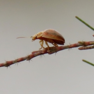 Paropsis atomaria at Hume, ACT - 30 Jan 2022 02:52 PM