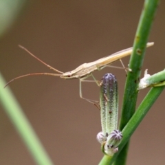 Mutusca brevicornis (A broad-headed bug) at Hume, ACT - 30 Jan 2022 by RodDeb