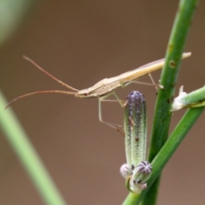 Mutusca brevicornis at Hume, ACT - 30 Jan 2022