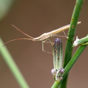 Mutusca brevicornis at Hume, ACT - 30 Jan 2022