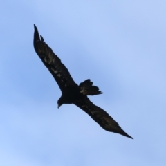Aquila audax (Wedge-tailed Eagle) at QPRC LGA - 25 Jan 2022 by jbromilow50