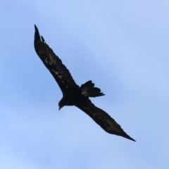 Aquila audax (Wedge-tailed Eagle) at Mulloon, NSW - 25 Jan 2022 by jb2602