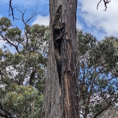 Varanus varius (Lace Monitor) at Lower Boro, NSW - 27 Jan 2022 by HelenCross