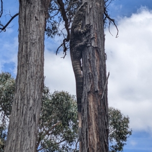 Varanus varius at Lower Boro, NSW - 27 Jan 2022