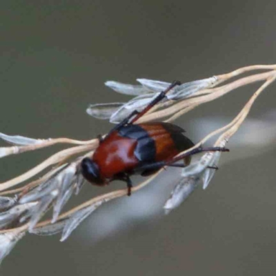 Ripiphoridae (family) (Wedge-shaped beetle) at Lake Burley Griffin West - 28 Jan 2022 by ConBoekel