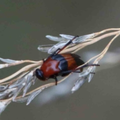 Ripiphoridae (family) (Wedge-shaped beetle) at Yarralumla, ACT - 27 Jan 2022 by ConBoekel