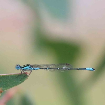 Austroagrion watsoni (Eastern Billabongfly) at Yarralumla, ACT - 28 Jan 2022 by ConBoekel