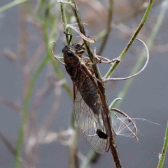 Galanga labeculata (Double-spotted cicada) at Lake Burley Griffin West - 28 Jan 2022 by ConBoekel