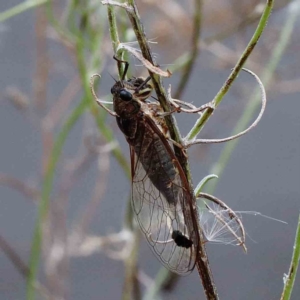 Galanga labeculata at Yarralumla, ACT - 28 Jan 2022