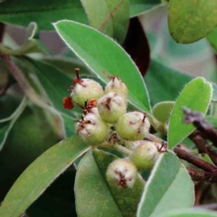 Cotoneaster pannosus (Cotoneaster) at Blue Gum Point to Attunga Bay - 27 Jan 2022 by ConBoekel