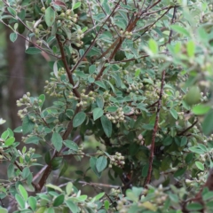 Cotoneaster pannosus at Yarralumla, ACT - 28 Jan 2022