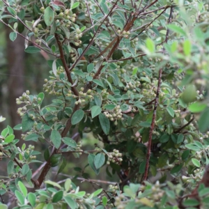 Cotoneaster pannosus at Yarralumla, ACT - 28 Jan 2022