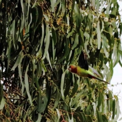 Platycercus eximius (Eastern Rosella) at Blue Gum Point to Attunga Bay - 27 Jan 2022 by ConBoekel