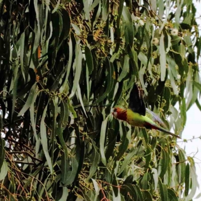 Platycercus eximius (Eastern Rosella) at Yarralumla, ACT - 28 Jan 2022 by ConBoekel