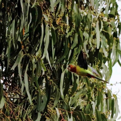 Platycercus eximius (Eastern Rosella) at Lake Burley Griffin West - 27 Jan 2022 by ConBoekel