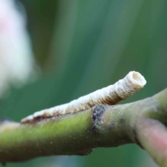 Chaetophyes compacta (Tube spittlebug) at Yarralumla, ACT - 28 Jan 2022 by ConBoekel