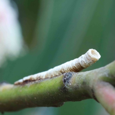 Chaetophyes compacta (Tube spittlebug) at Lake Burley Griffin West - 27 Jan 2022 by ConBoekel