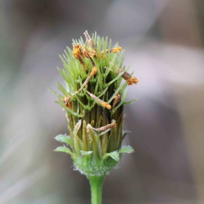 Bidens pilosa (Cobbler's Pegs, Farmer's Friend) at Lake Burley Griffin West - 27 Jan 2022 by ConBoekel