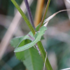 Bidens pilosa at Yarralumla, ACT - 28 Jan 2022 10:15 AM