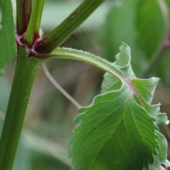 Bidens pilosa at Yarralumla, ACT - 28 Jan 2022