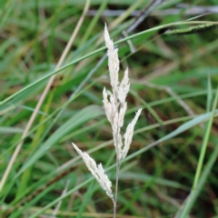 Holcus lanatus (Yorkshire Fog) at Lake Burley Griffin West - 27 Jan 2022 by ConBoekel