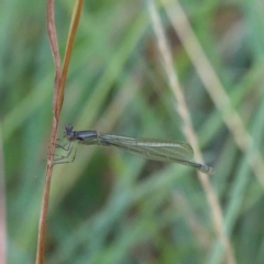 Zygoptera (suborder) (Damselfly) at Lake Burley Griffin West - 28 Jan 2022 by ConBoekel