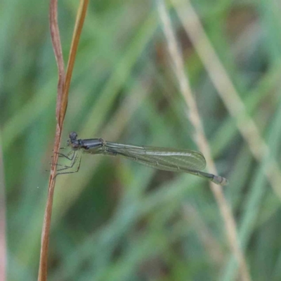 Zygoptera (suborder) (Damselfly) at Yarralumla, ACT - 28 Jan 2022 by ConBoekel