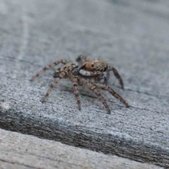 Unverified Spider at Yarralumla, ACT - 28 Jan 2022 by ConBoekel