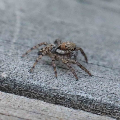Unidentified Spider (Araneae) at Yarralumla, ACT - 27 Jan 2022 by ConBoekel