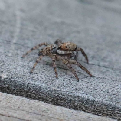 Unverified Spider at Yarralumla, ACT - 28 Jan 2022 by ConBoekel