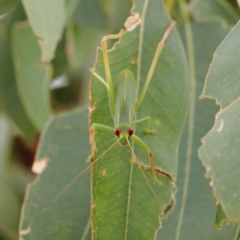 Caedicia simplex (Common Garden Katydid) at Yarralumla, ACT - 28 Jan 2022 by ConBoekel