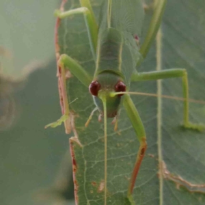 Caedicia simplex at Yarralumla, ACT - 28 Jan 2022 10:01 AM