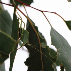 Caedicia simplex at Yarralumla, ACT - 28 Jan 2022 10:01 AM