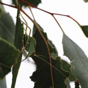 Caedicia simplex at Yarralumla, ACT - 28 Jan 2022