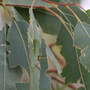 Caedicia simplex at Yarralumla, ACT - 28 Jan 2022