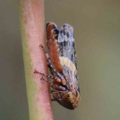 Eurymeloides adspersa (Gumtree hopper) at Yarralumla, ACT - 28 Jan 2022 by ConBoekel
