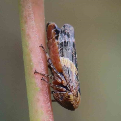 Eurymeloides adspersa (Gumtree hopper) at Yarralumla, ACT - 28 Jan 2022 by ConBoekel