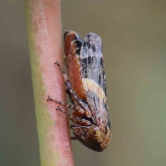 Eurymeloides adspersa (Gumtree hopper) at Blue Gum Point to Attunga Bay - 27 Jan 2022 by ConBoekel