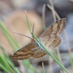 Scopula rubraria (Reddish Wave, Plantain Moth) at Lake Burley Griffin West - 28 Jan 2022 by ConBoekel