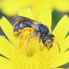 Lasioglossum (Chilalictus) sp. (genus & subgenus) (Halictid bee) at Yarralumla, ACT - 28 Jan 2022 by ConBoekel