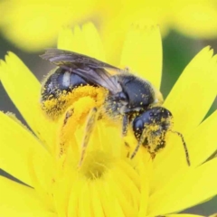 Lasioglossum (Chilalictus) sp. (genus & subgenus) (Halictid bee) at Lake Burley Griffin West - 27 Jan 2022 by ConBoekel