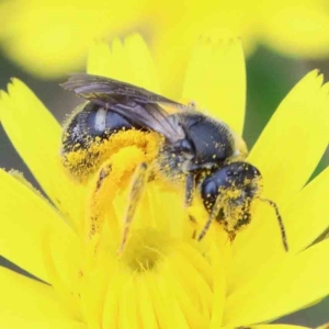 Lasioglossum (Chilalictus) sp. (genus & subgenus) at Yarralumla, ACT - 28 Jan 2022