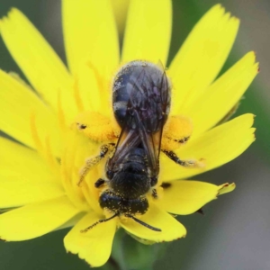 Lasioglossum (Chilalictus) sp. (genus & subgenus) at Yarralumla, ACT - 28 Jan 2022 09:27 AM