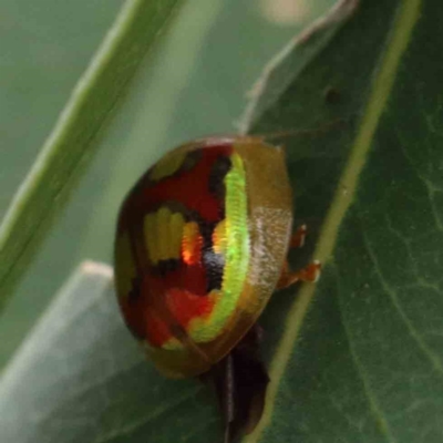 Paropsisterna gloriosa (Glorious eucalyptus leaf beetle) at Lake Burley Griffin West - 28 Jan 2022 by ConBoekel