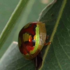 Paropsisterna gloriosa (Glorious eucalyptus leaf beetle) at Yarralumla, ACT - 27 Jan 2022 by ConBoekel