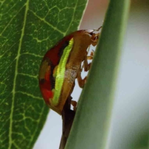 Paropsisterna gloriosa at Yarralumla, ACT - 28 Jan 2022 10:01 AM