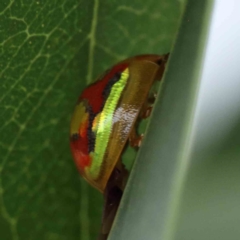 Paropsisterna gloriosa at Yarralumla, ACT - 28 Jan 2022