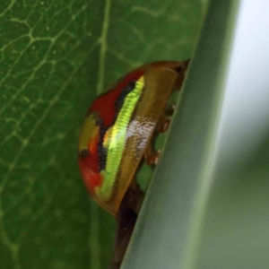 Paropsisterna gloriosa at Yarralumla, ACT - 28 Jan 2022 10:01 AM